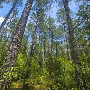 Photo #4 of 602 Longview DR, Kenbridge, VA 109.7 acres
