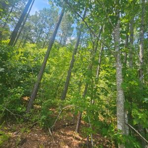 Photo #6 of 602 Longview DR, Kenbridge, VA 109.7 acres