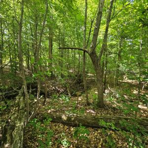 Photo #11 of 721 Ashcake RD, Scottsburg, VA 38.9 acres