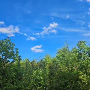 Photo #8 of 721 Ashcake RD, Scottsburg, VA 38.9 acres