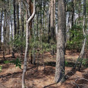 Photo #2 of Lot 862 BROADSIDE DR, GREENBACKVILLE, VA 0.2 acres