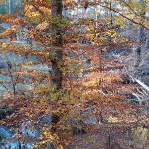 IMG_20241126_160044120_HDR