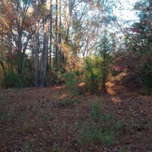 IMG_20241126_160519638