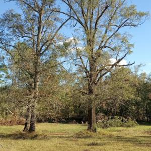 IMG_20241115_144831714