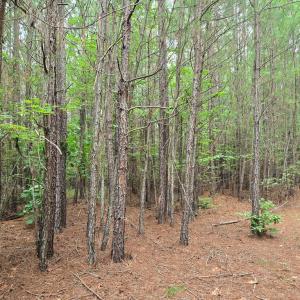Photo #2 of 695 Mountain Cut Road, Appomattox, VA 64.1 acres