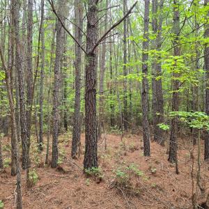 Photo #3 of 695 Mountain Cut Road, Appomattox, VA 64.1 acres