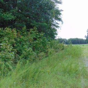 Photo #21 of 662 Birch Elmo Rd, South Boston, VA 5.7 acres