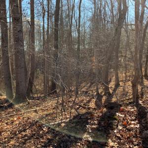 Photo #8 of 662 Birch Elmo Rd, South Boston, VA 5.7 acres