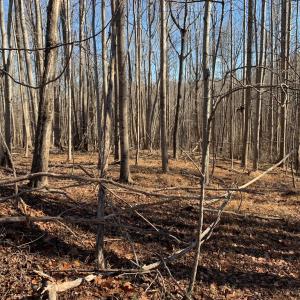Photo #9 of 662 Birch Elmo Rd, South Boston, VA 5.7 acres