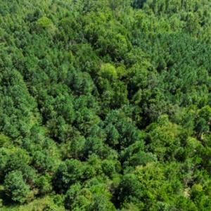 Photo #10 of Prince Edward Hwy, Rice, VA 10.9 acres