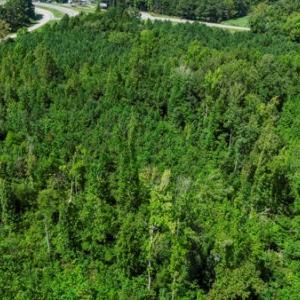 Photo #11 of Prince Edward Hwy, Rice, VA 10.9 acres