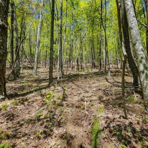 Photo #24 of Fire Trail Lane, Stuart, VA 585.0 acres