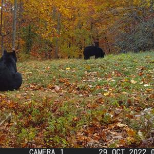 Photo #36 of Fire Trail Lane, Stuart, VA 585.0 acres
