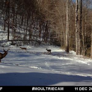 Photo #42 of Fire Trail Lane, Stuart, VA 585.0 acres