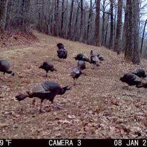 Photo #5 of Fire Trail Lane, Stuart, VA 585.0 acres