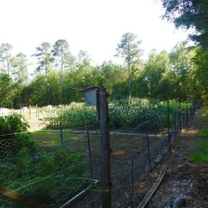 Photo #28 of L1 B47 Maxwell, McCormick, SC