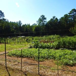 Photo #27 of L1 B47 Maxwell, McCormick, SC