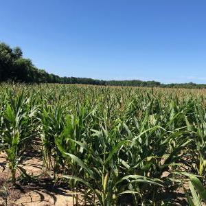 Photo #3 of FISHER RD, PARKSLEY, VA 50.0 acres