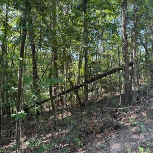 20250819000445988233000000-o