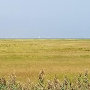 Looking across the marsh to the NASA launch pad