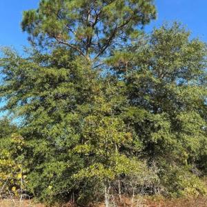 Screenshot 2025-10-20 105241