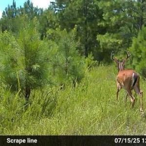 Trail Cam