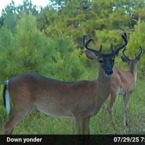 Trail Cam
