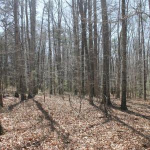 Photo #2 of SOLD property in UNION CHURCH RD, SUMERDUCK, VA 28.6 acres