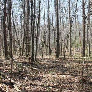 Photo #9 of SOLD property in UNION CHURCH RD, SUMERDUCK, VA 28.6 acres