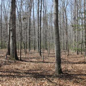 Photo #1 of SOLD property in UNION CHURCH RD, SUMERDUCK, VA 28.6 acres