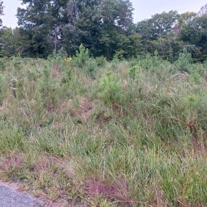 Photo #4 of 644 Buffalo Heights Rd., Farmville, VA 9.6 acres