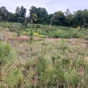 Photo #5 of 644 Buffalo Heights Rd., Farmville, VA 9.6 acres