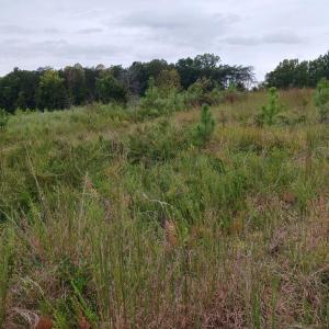 Photo #7 of 644 Buffalo Heights Rd., Farmville, VA 9.6 acres