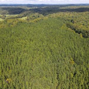 Photo #45 of South County Line Rd, Patrick Springs, VA 134.8 acres