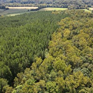 Photo #46 of South County Line Rd, Patrick Springs, VA 134.8 acres