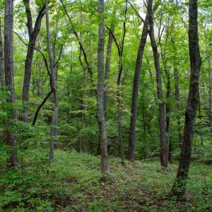 Photo #52 of South County Line Rd, Patrick Springs, VA 134.8 acres