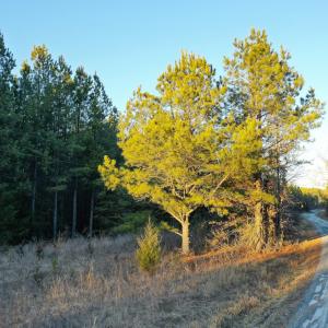 Photo #20 of Mason Trail, Nathalie, VA 117.0 acres