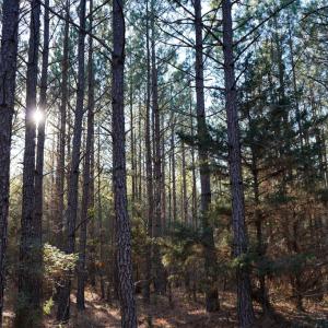 Photo #25 of Mason Trail, Nathalie, VA 117.0 acres