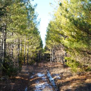 Photo #27 of Mason Trail, Nathalie, VA 117.0 acres