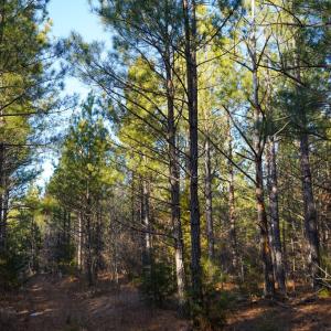 Photo #34 of Mason Trail, Nathalie, VA 117.0 acres
