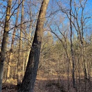 Photo #38 of Mason Trail, Nathalie, VA 117.0 acres