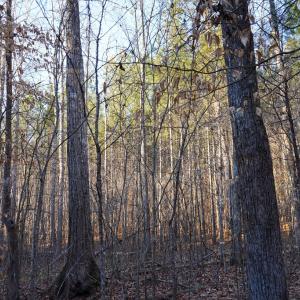 Photo #40 of Mason Trail, Nathalie, VA 117.0 acres