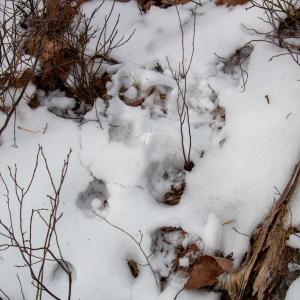 Photo #19 of Round Mountain Rd, Stuart, VA 5.7 acres