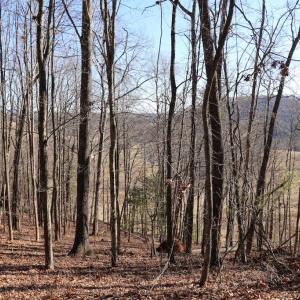 Photo #16 of Starmount Lane, Galax, VA 9.0 acres