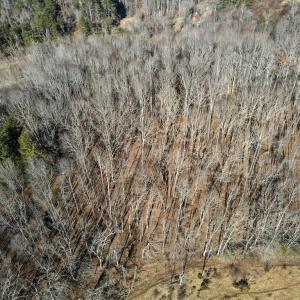 Photo #20 of Starmount Lane, Galax, VA 9.0 acres