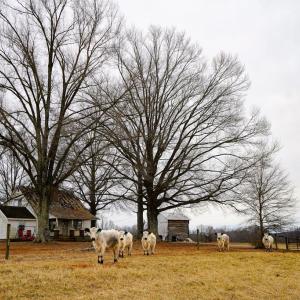 Photo #20 of 4031 Marion Road, Chatham, VA 100.0 acres