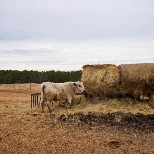 Photo #23 of 4031 Marion Road, Chatham, VA 100.0 acres