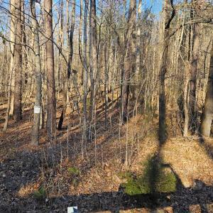 Photo #5 of 640 RICHARDSON ROAD, Amelia Court House, VA 79.1 acres