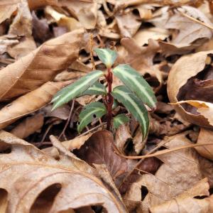 Striped Wintergreen