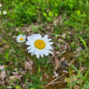 Wild Daisies naturalize Lot 30